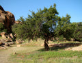 Argania Spinosa Kernel Extract