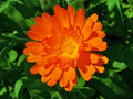 Calendula Officinalis Extract