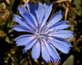 Inulin