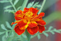 Xanthophylls