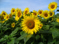 Helianthus Annuus (Sunflower) Seed Meal