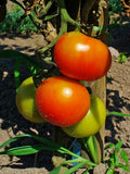 Solanum Lycopersicum Fruit Extract