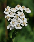 Achillea Millefolium Flower Extract